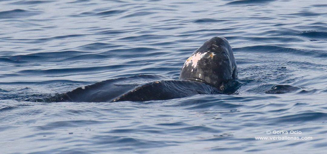 Ejemplar de tortuga laúd avistado en aguas de Bermeo. Imagen de archivo