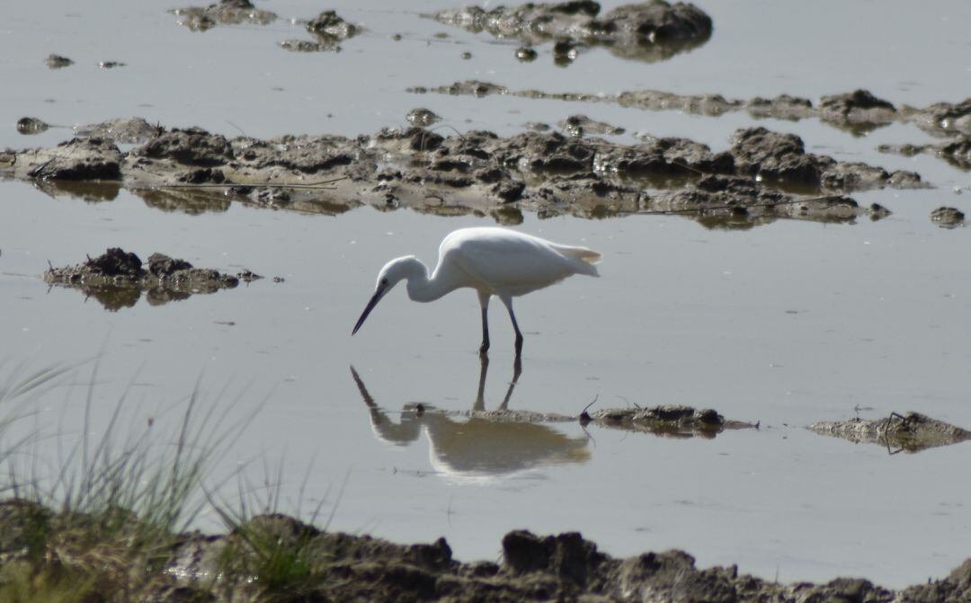 Una ave del Parc Natural de s&#039;Albufera