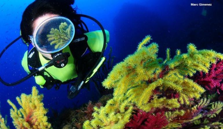 Les Medes són un paradís pels submarinistes. Foto: Marc Giménez.