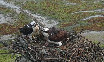 Nido de las águilas pescadoras en Urdaibai con su priimer huevo en décadas