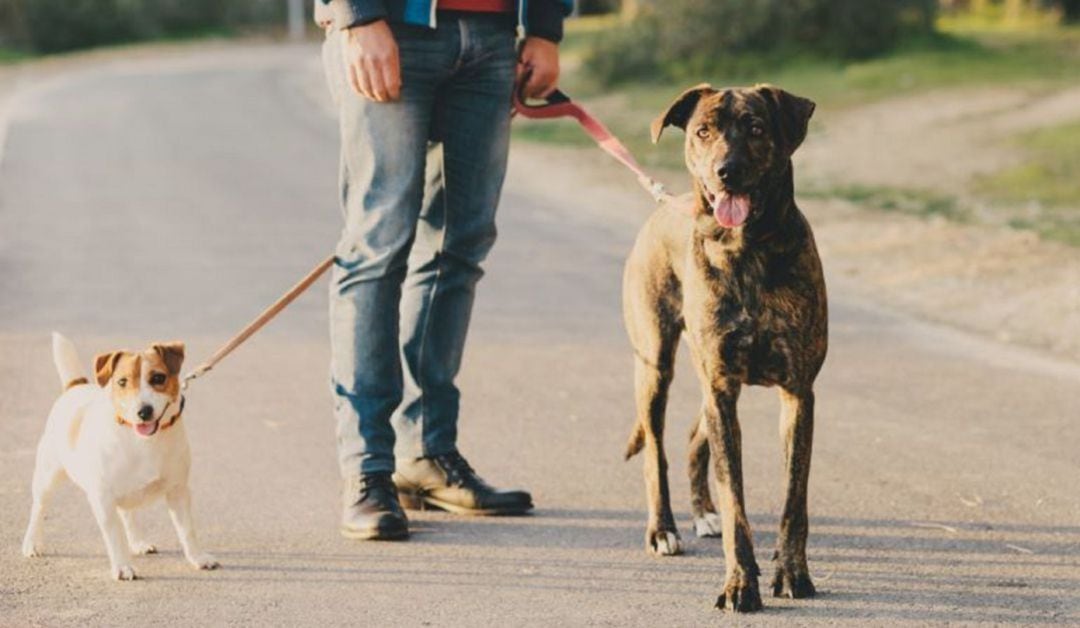 La mascota alternará la custodia cada dos semanas