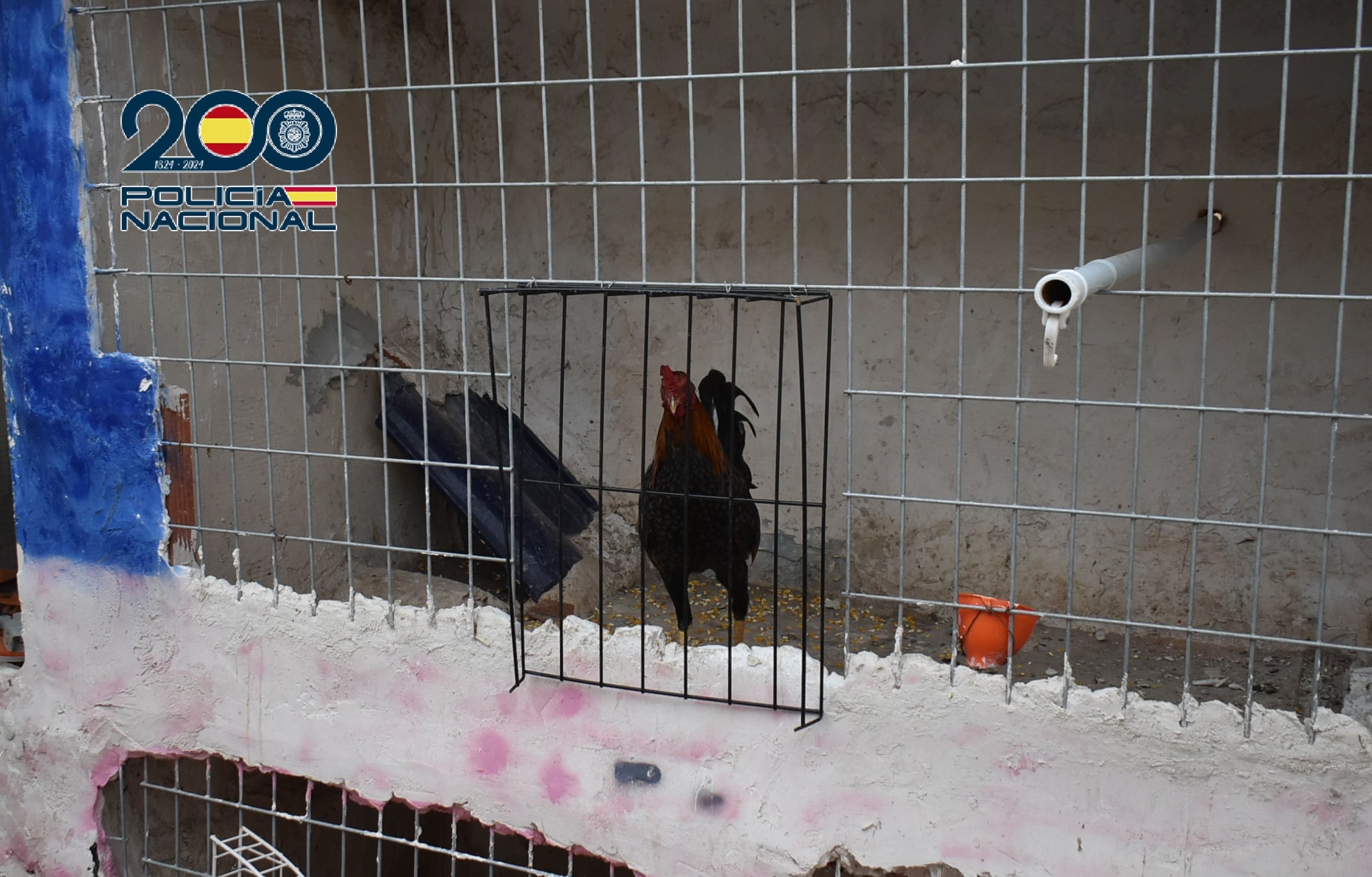 Gallos de pelea en una vivienda registrada de Lorca