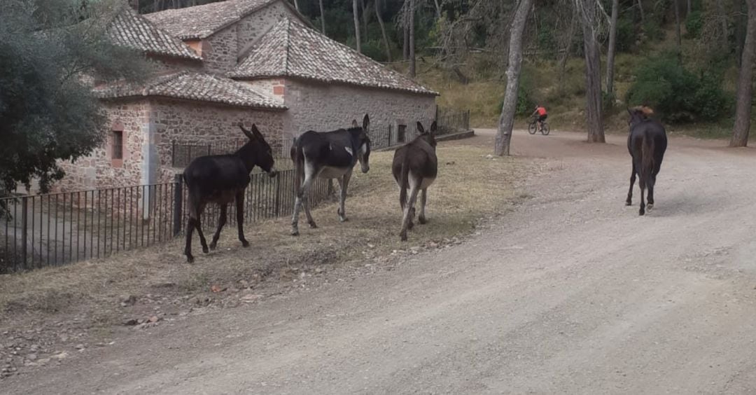 Burros en el Desert de les Palmes