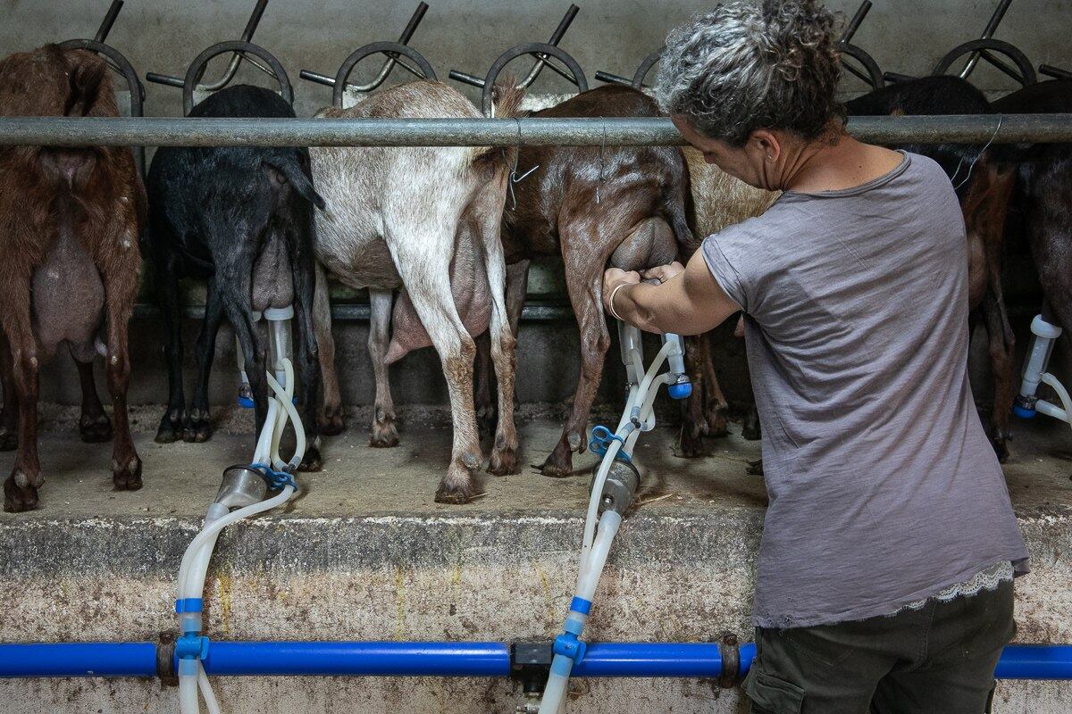 Els pagessos de les Illes van rebre al febrer més de cinc milions d'euros per diferents conceptes.