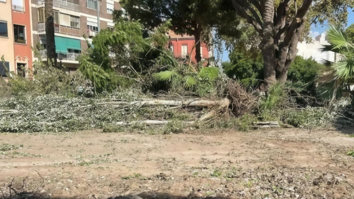 Manolo Copé, portavoz de EU-Podem en Alicante, denuncia una nueva tala de árboles maduros y pide explicaciones