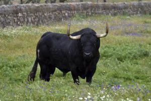 Rompesuelas, el Toro de la Vega 2015