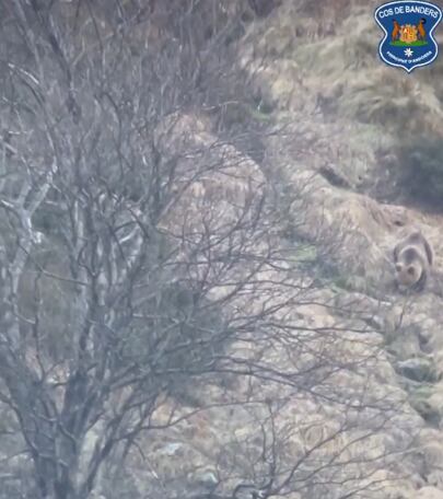 L'óssa albirada pels Banders a Ordino ahir.