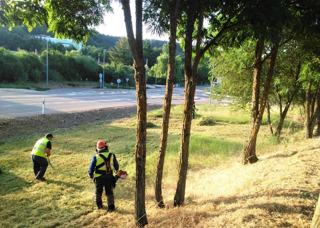 Plan de Empleo Forestal desarrollado en Saldaña