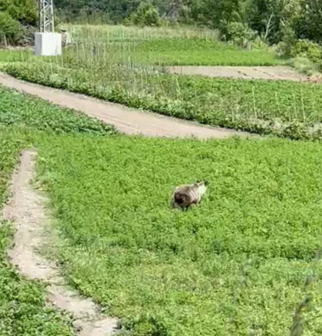 El oso, en los huertos de Palacios