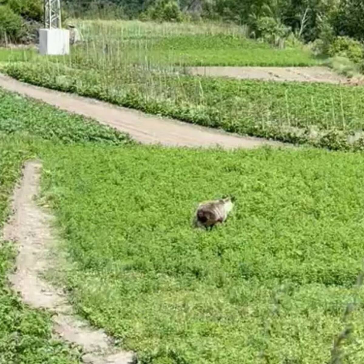 Alarma en Palacios del Sil por las incursiones de osos