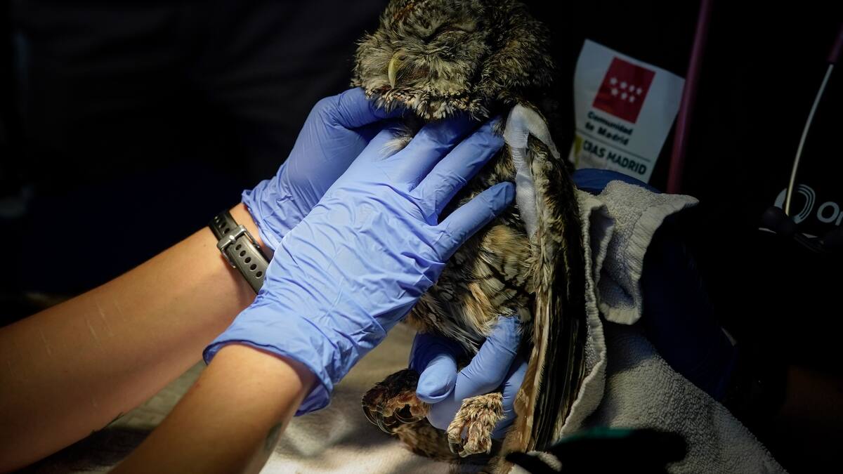 Hablamos con José Lara, jefe de área de Fauna y Flora de la CAM, sobre los datos de atención del CRAS en 2023