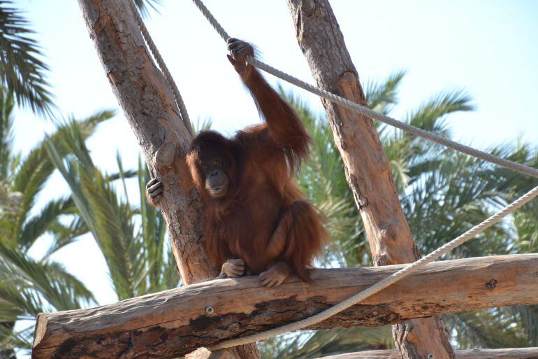 Orangután de Borneo