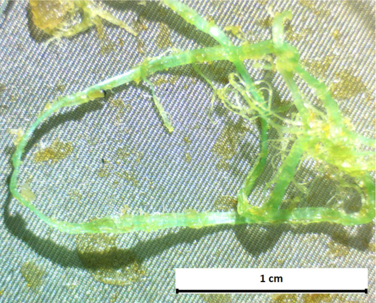 Maraña de microplásticos hallada en un ejemplar de dorada de piscifactoria de Tenerife