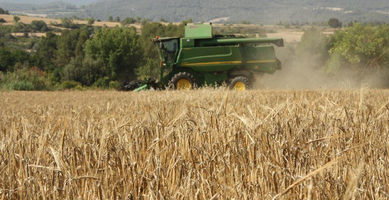 Imatge d'un camp de cereal en plena sega.