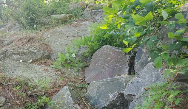 Hay una ardilla oculta en esta fotografía.