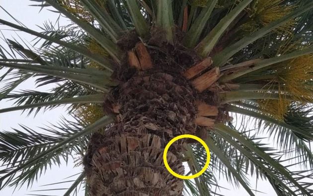 El loro está escondido tras la palmera.