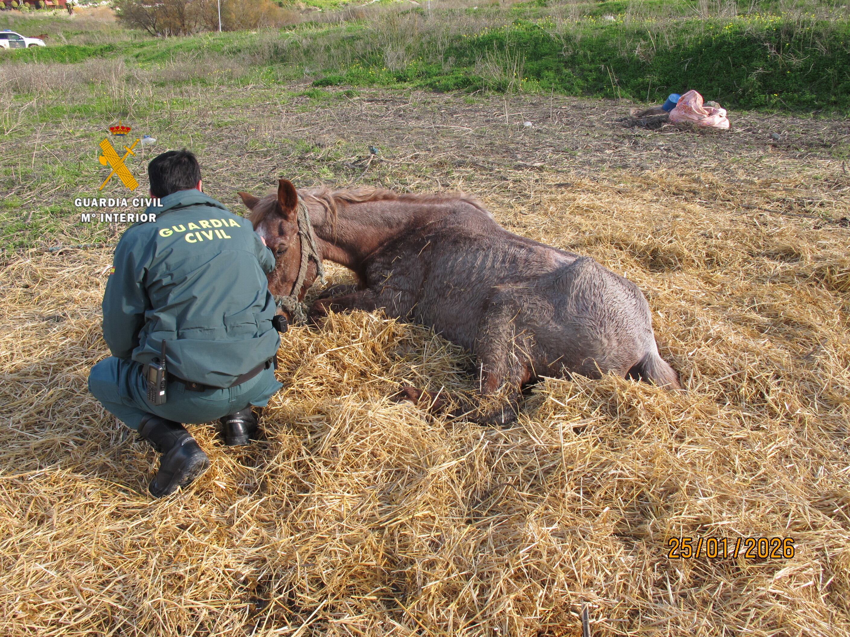 El caballo tuvo que ser sacrificado