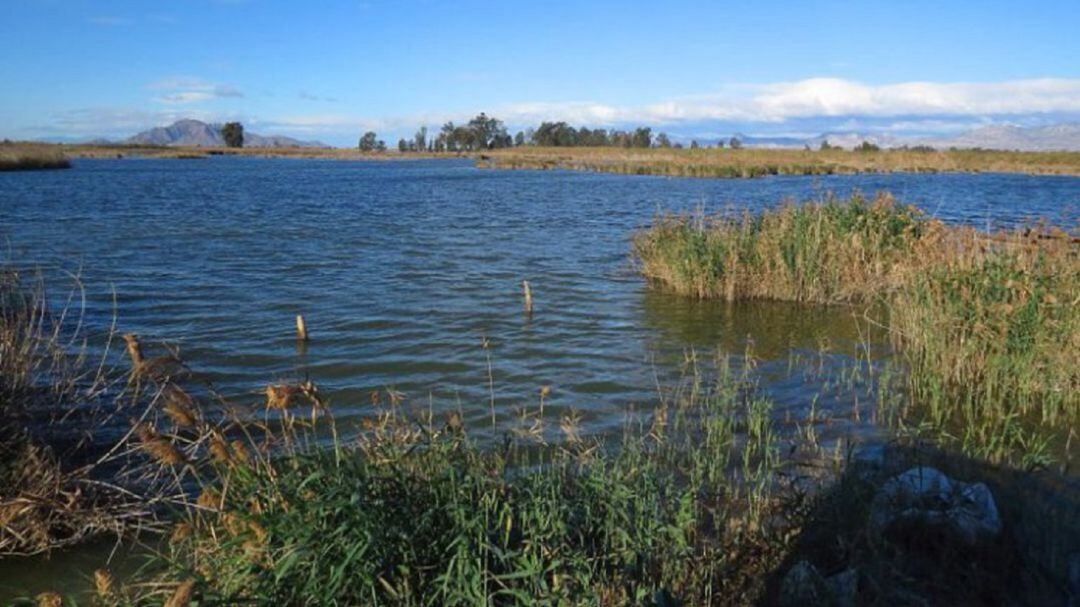 Fondo d’Elx-Crevillent