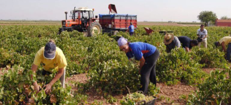 La vendimia ya se ha generalizado en Castilla-La Mancha