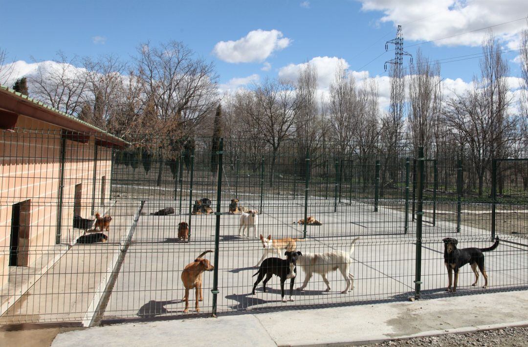 Imagen de perros en el Centro de Protección Animal de Getafe.