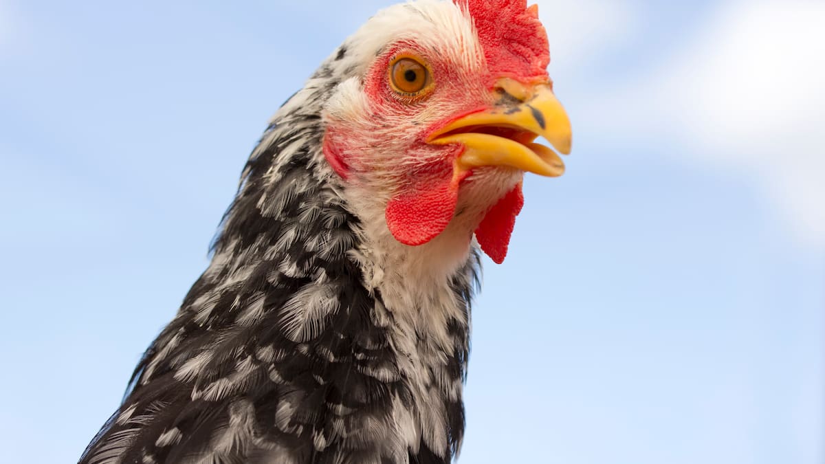 Detectado en una granja avícola de Llutxent el primer foco de la enfermedad de Newcastle en España desde 2022