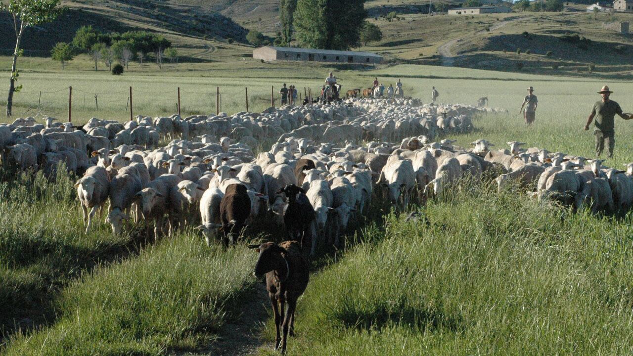 Foto de archivo de un rebaño de ovejas y cabras