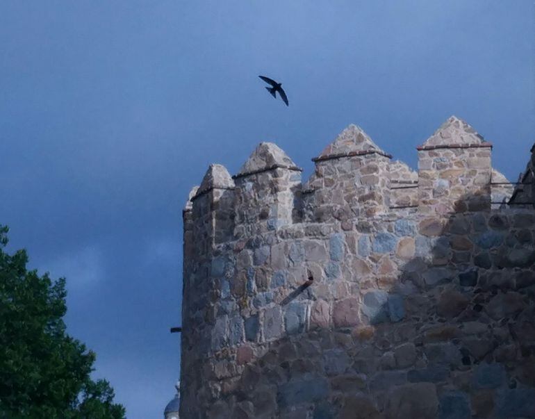 Un vencejo sobrevuela la Muralla, en la zona del Paseo del Rastro