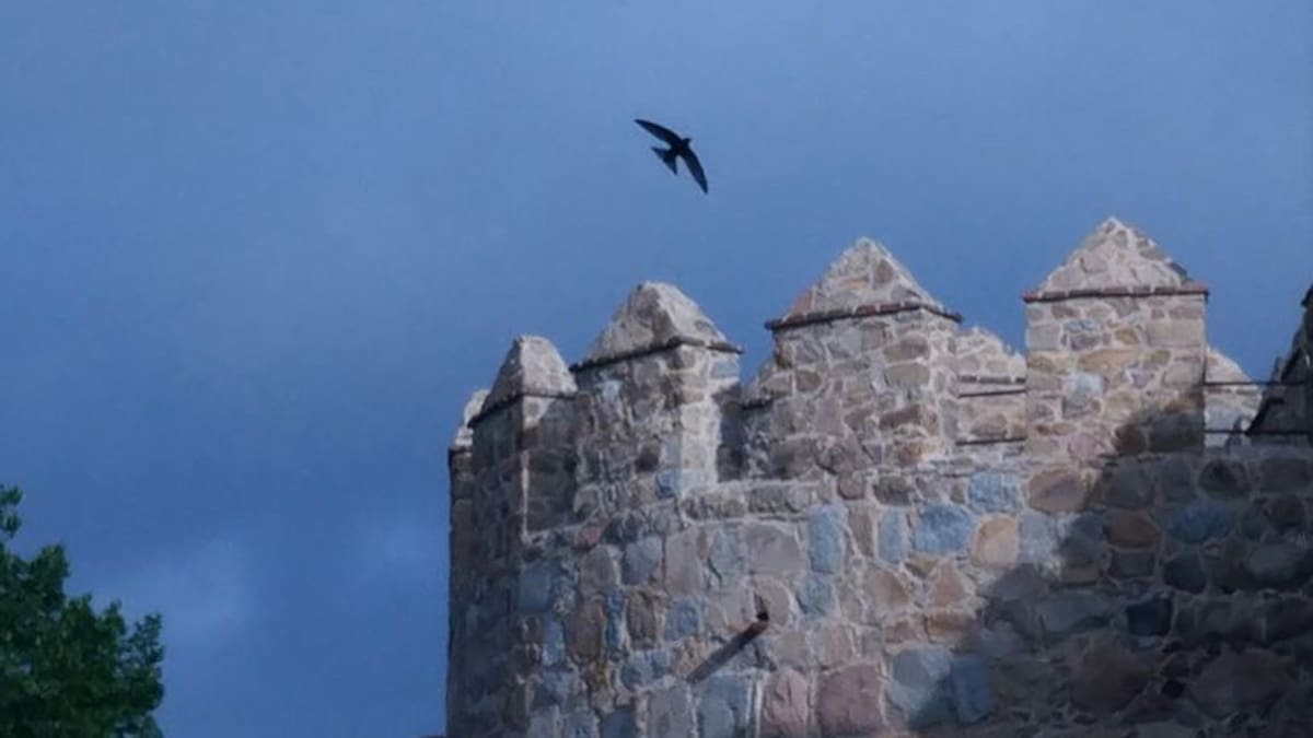Vencejos, aviones y golondrinas en una nueva entrega de 'El Guardabosques'