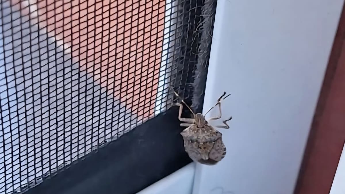 Vecinos del Barrio Covadonga denuncian una plaga de chinches apestosos que invade sus hogares