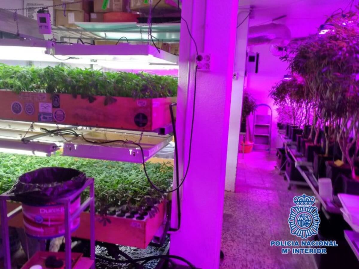 Desmanteladas en Jerez cuatro naves industriales acondicionadas para cultivar marihuana