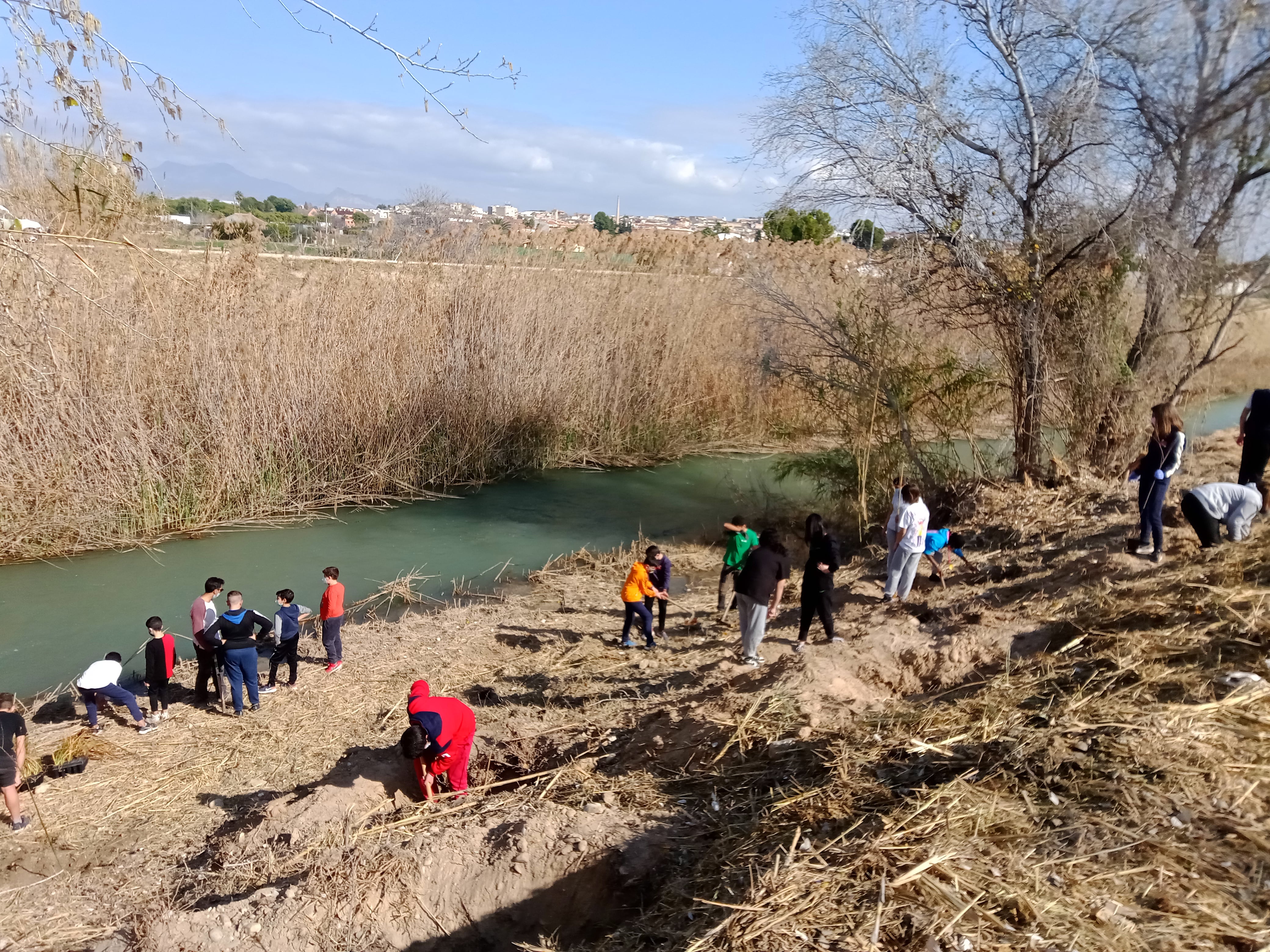 Reforestan con 500 árboles cerca de un kilómetro en la mota del Río Segura a su paso por Lorquí y Ceutí