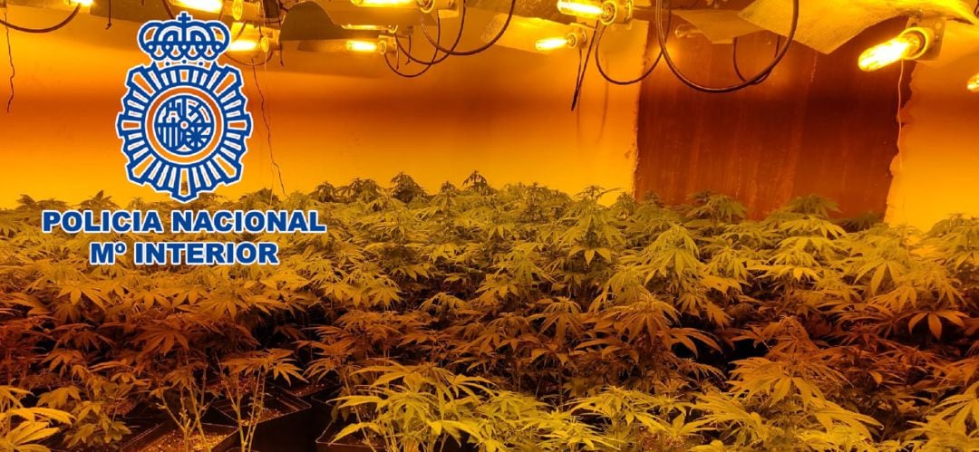 Plantación de marihuana encontrada por la Policía Nacional.