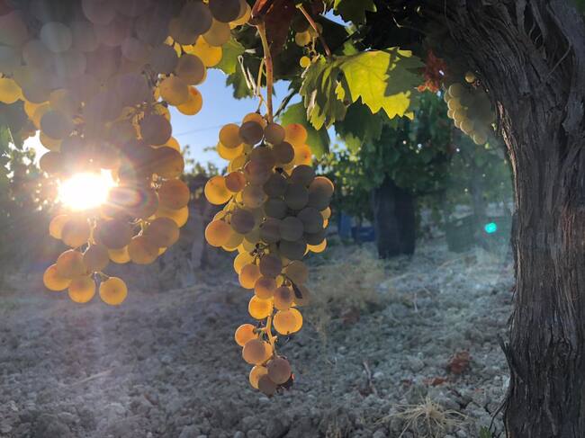 La vendimia del vino de la DO Montilla Moriles está a punto de finalizar