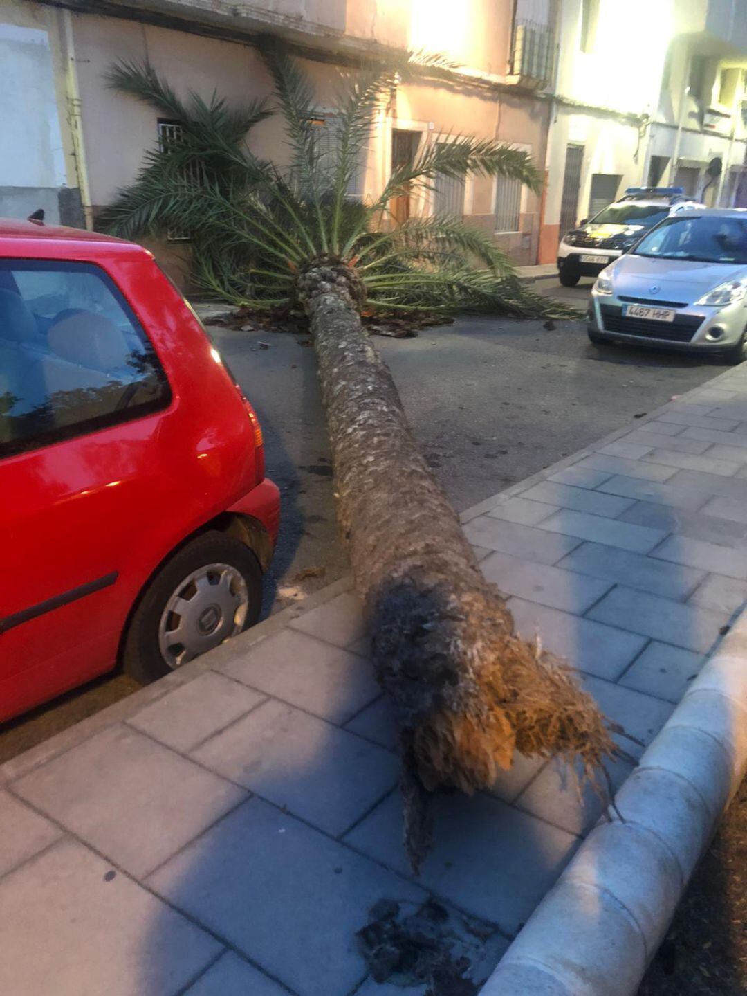 Caída de una palmera en la plaza de la Prosperidad