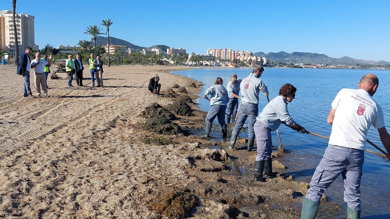 Limpieza playas del Mar Menor