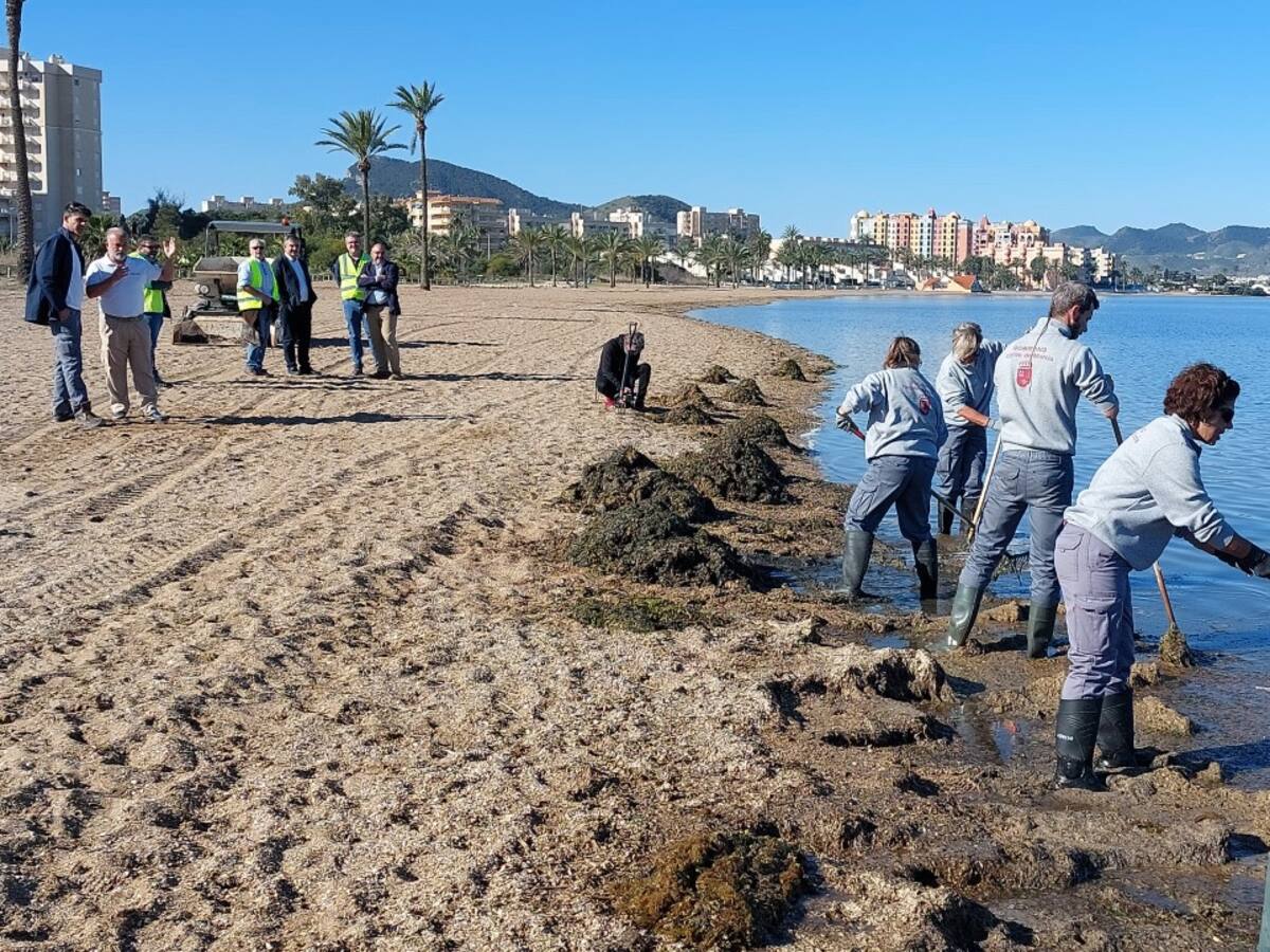 Casi 8,5 millones de euros para retirar biomasa y ova del Mar Menor entre abril y septiembre