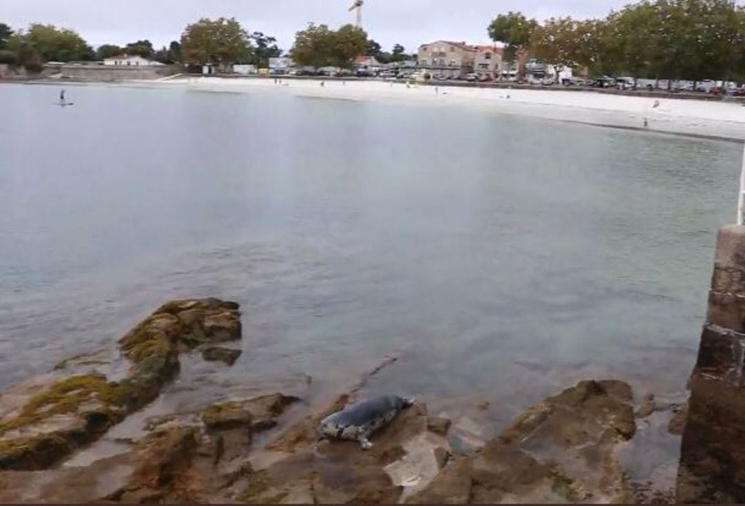 Foca &quot;Doqui&quot; en la playa de Canido