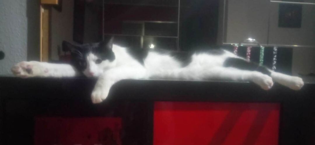 Un gato adoptado en centro de acogida