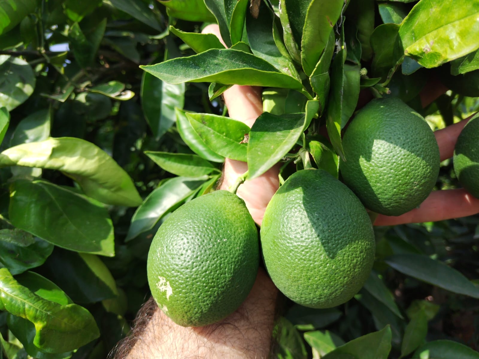 Las naranjas y mandarinas sufren un alargamiento de su forma debido a las altas temperaturas, según denuncia la Unió Llauradora.