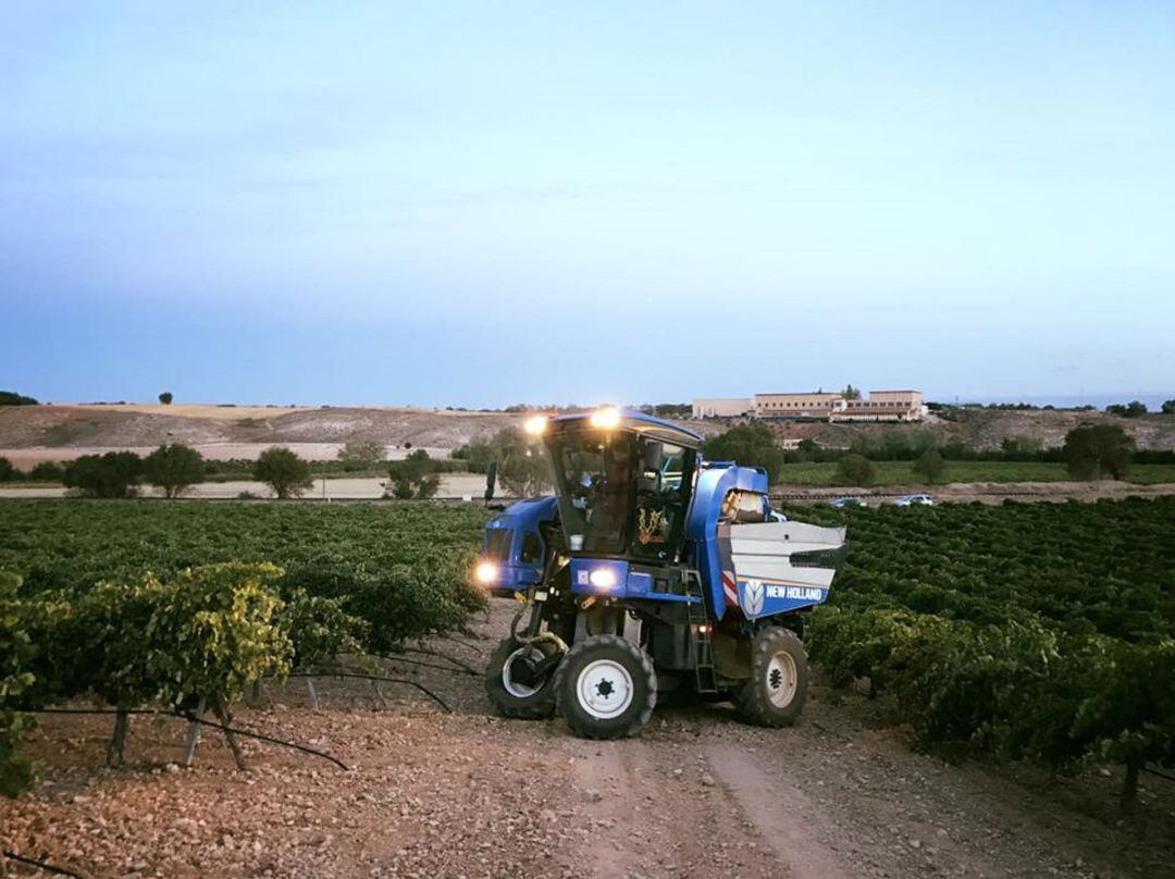 Vendimia en la comarca