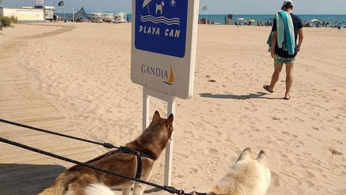 El PP de Gandia promete recuperar la Playacan e instalar un Ríocan en el Serpis