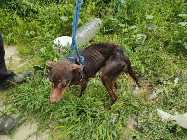 Imagen de un perro desnutrido