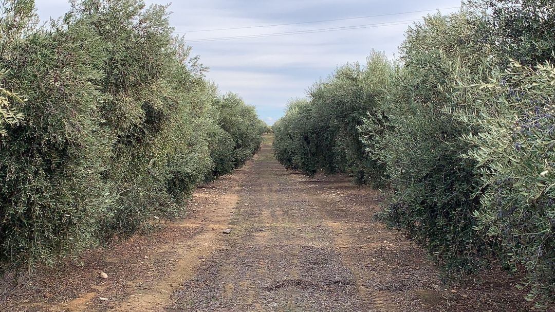 Olivos en una explotación de la provincia