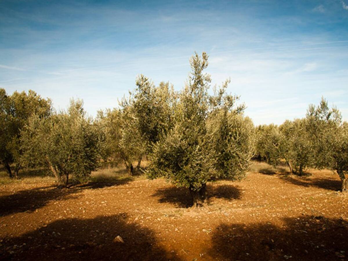 La situación del olivar preocupa a las organizaciones de agricultores de Castilla-La Mancha