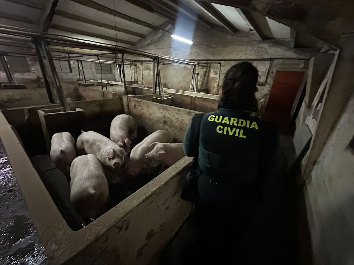 La Guardia Civil rescata de una inundación a 400 animales en Aldea Real