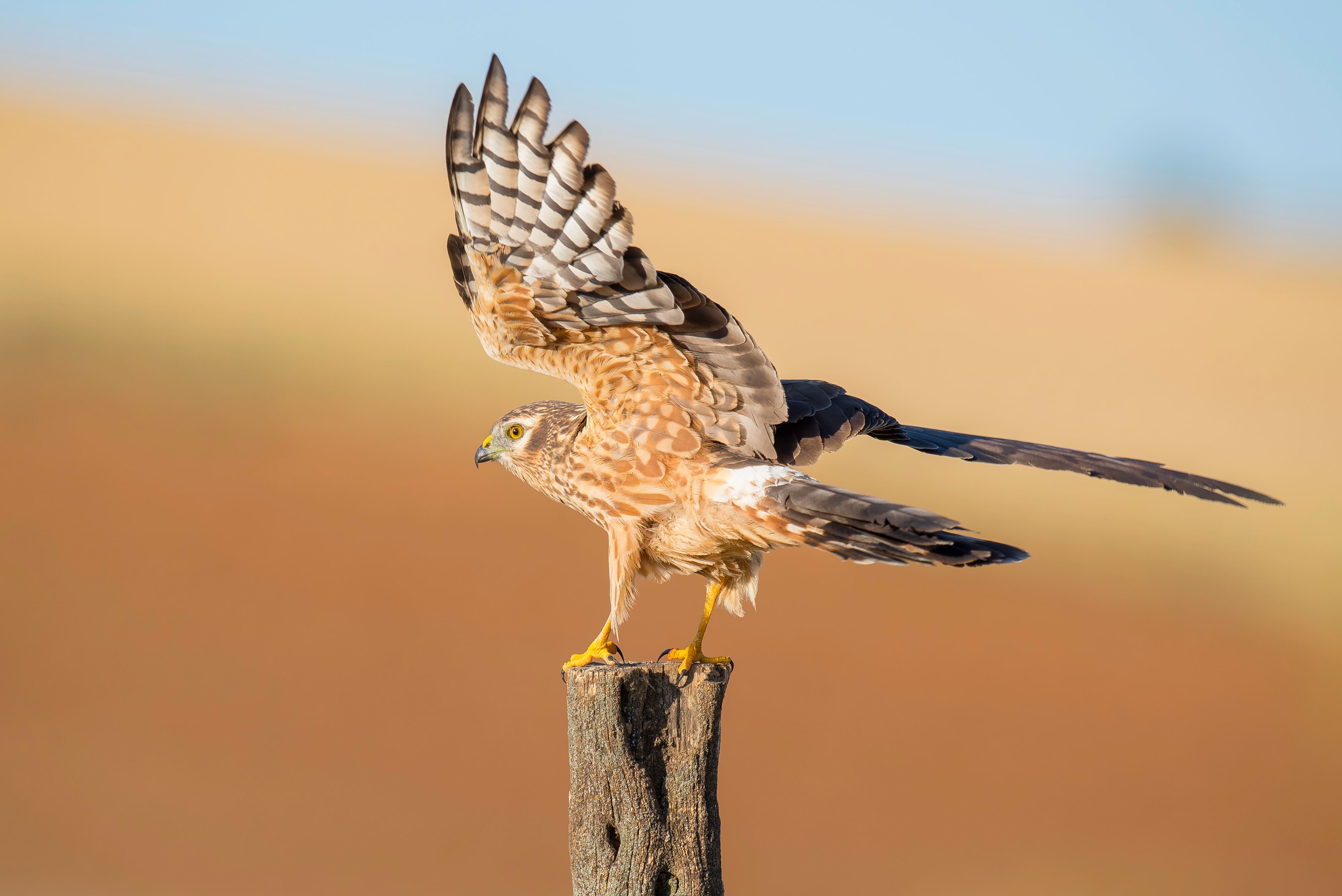 Aguilucho cenizo