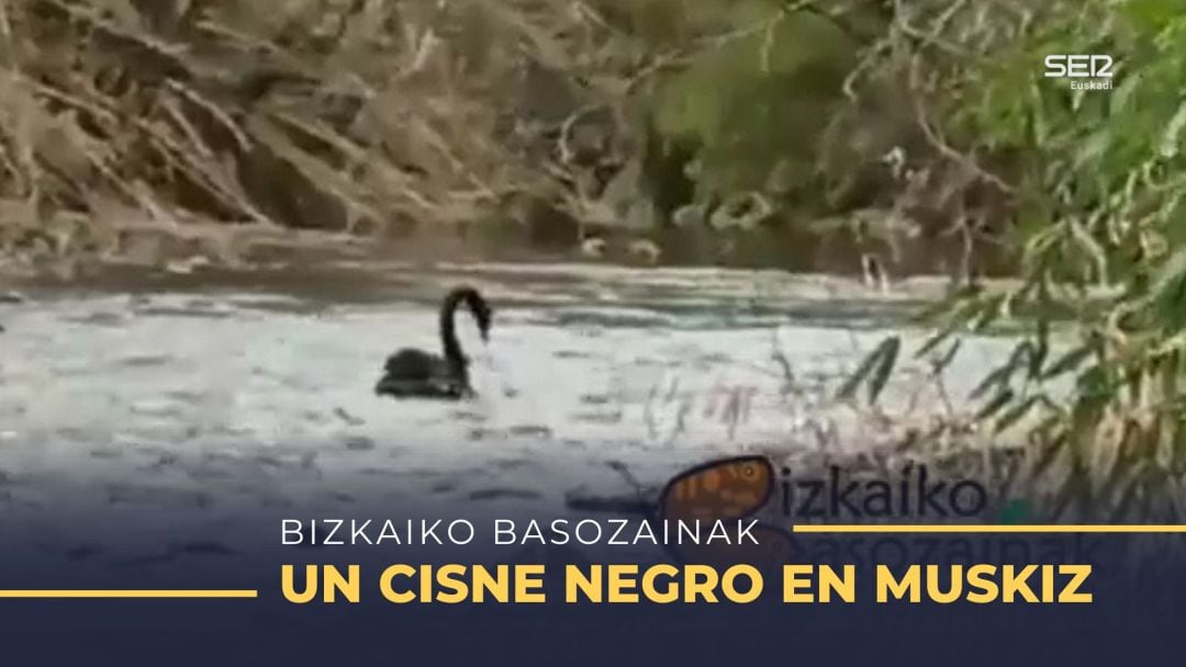 El cisne negro capturado en la zona de Bilotxi