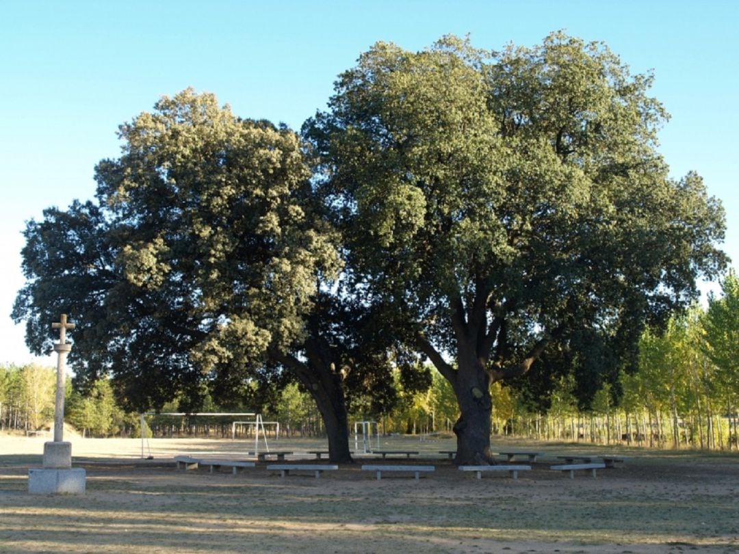 Encinas del Monasterio de La Vid