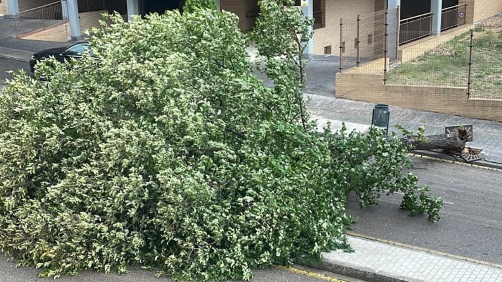 Árbol de grandes dimensiones que se ha caído en el barrio de la Legua de Toledo