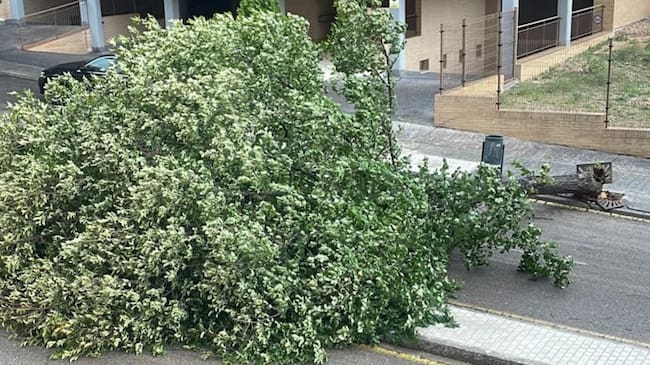 Árbol de grandes dimensiones que se ha caído en el barrio de la Legua de Toledo